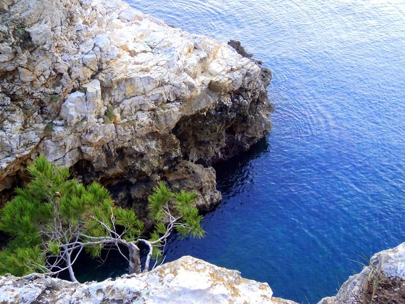 Oliva Pola